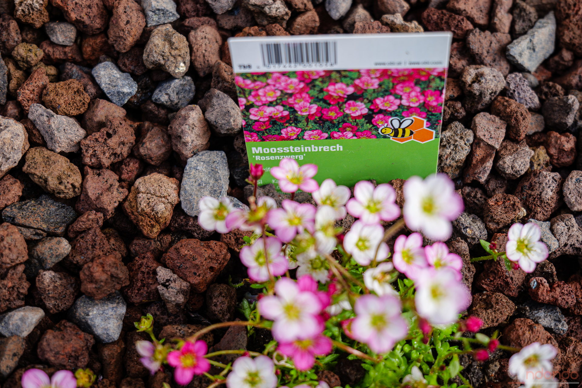 Moossteinbrech "Rosenzwerg" - Saxifraga x arendsii 'Rosenzwerg'