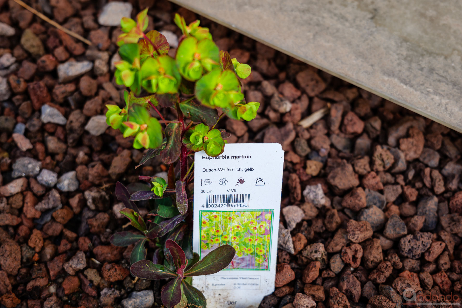 Busch-Wolfsmilch - Euphorbia martinii