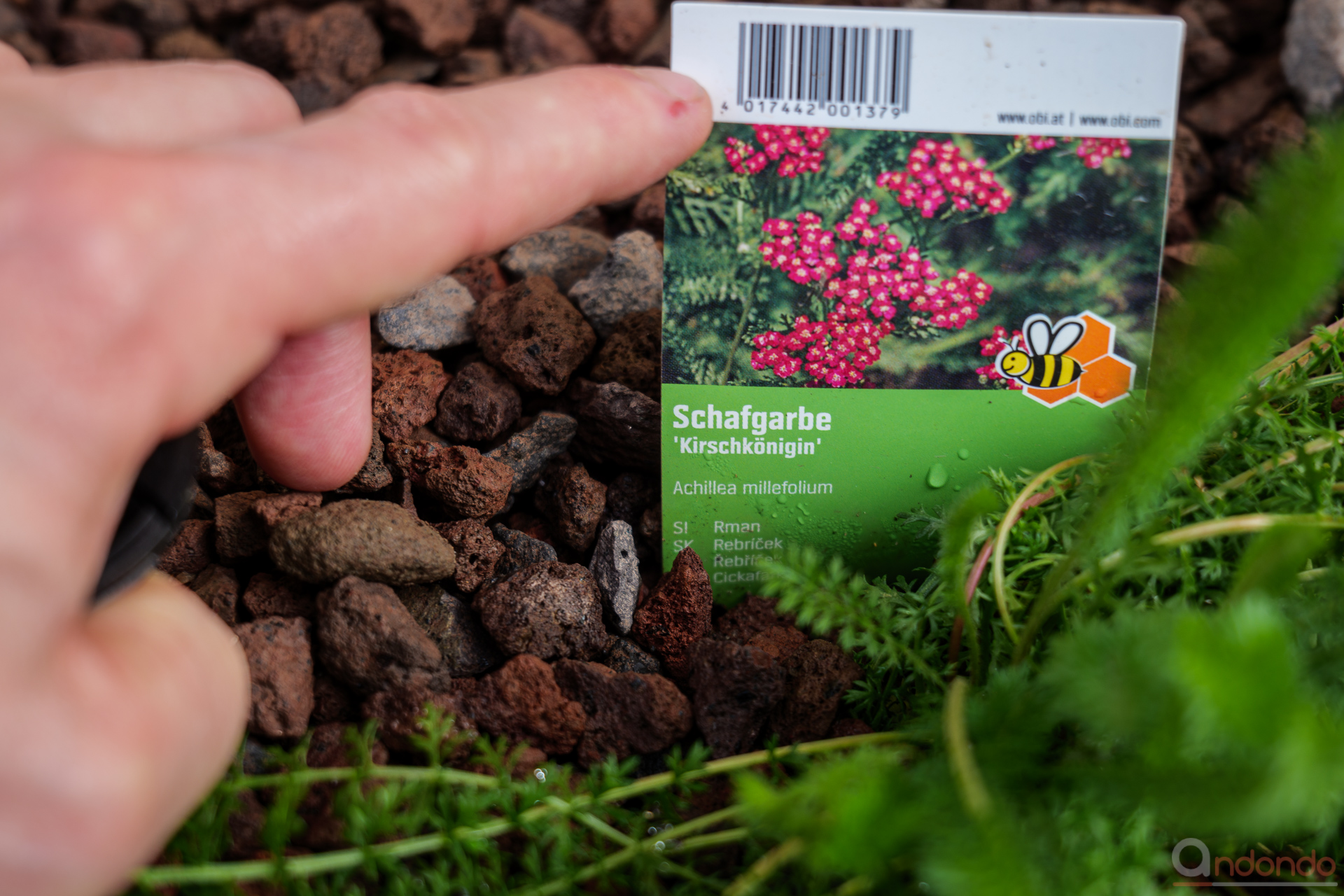 Scharfgarbe "Kirschkönigin" - Achillea millefolium