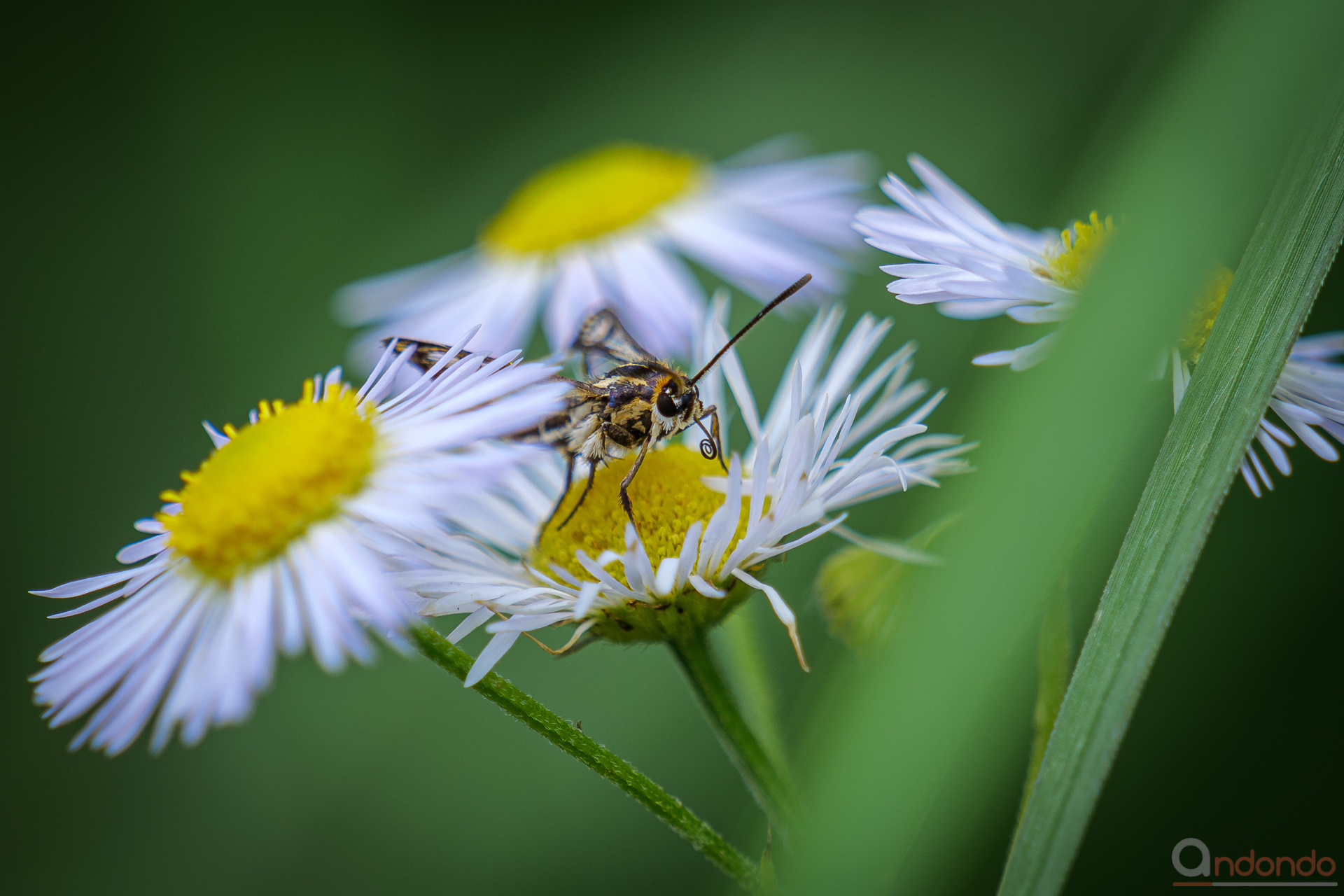 Gelblicher Ampfer-Glasflügler (Pyropteron triannuliformis)