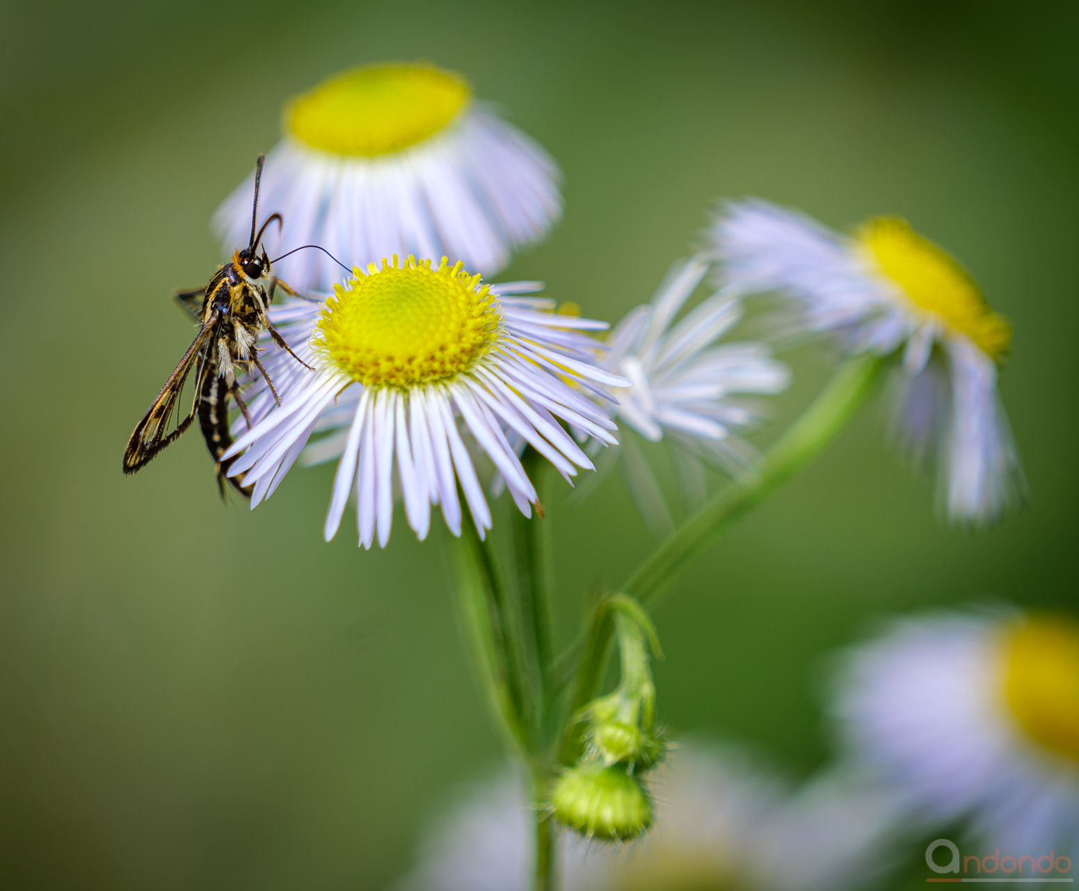Gelblicher Ampfer-Glasflügler (Pyropteron triannuliformis)