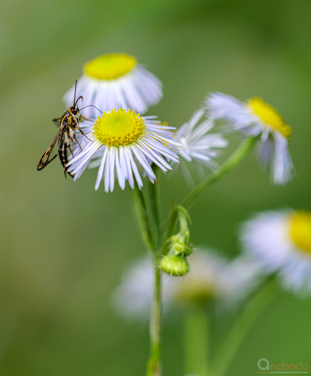 Gelblicher Ampfer-Glasflügler (Pyropteron triannuliformis)