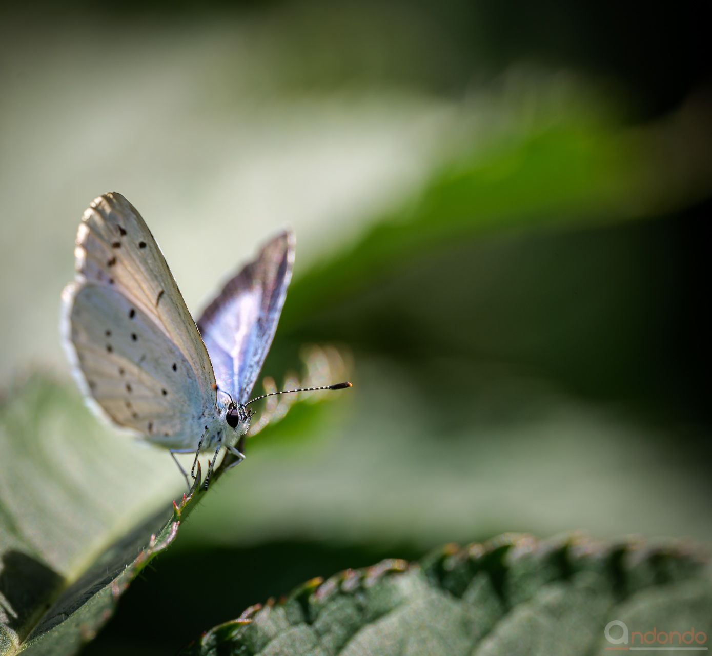 Faulbaum- oder auch Gartenbläuling (Celastrina argiolus)