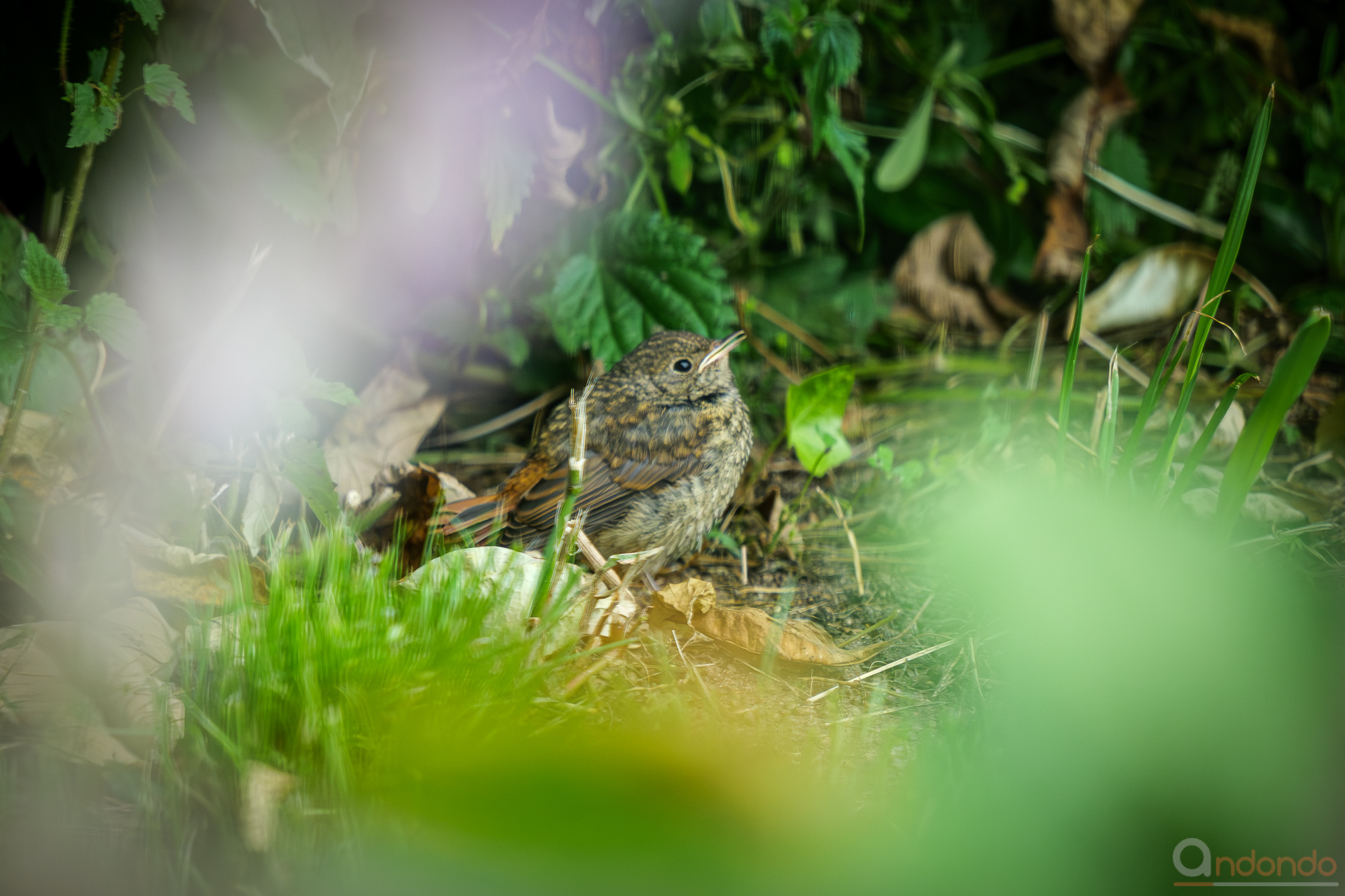 Gartenrotschwanz Jungvogel