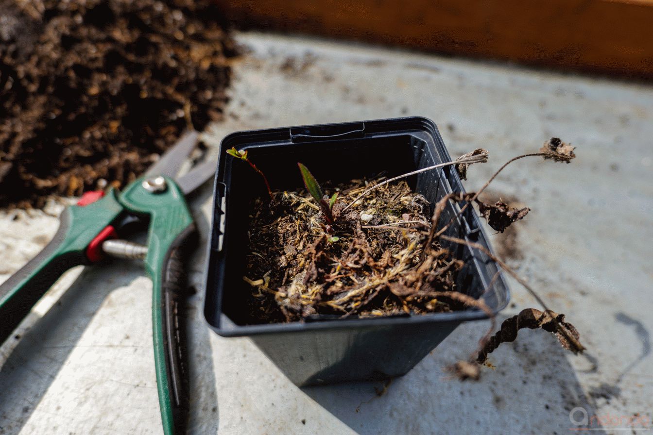 Echinacea Palllida