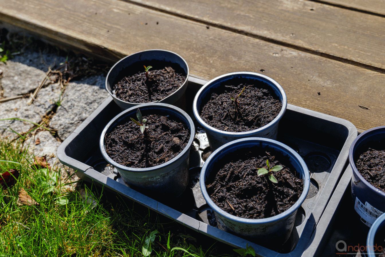 Echinacea Palllida in Töpfe pikiert