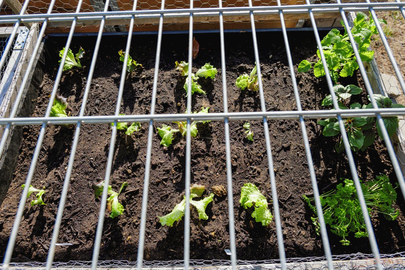 Salate und Kräuter im geschützten Hochbeet