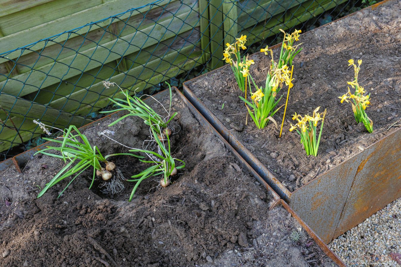 Krokusse und Narzissen am Sitzplatz