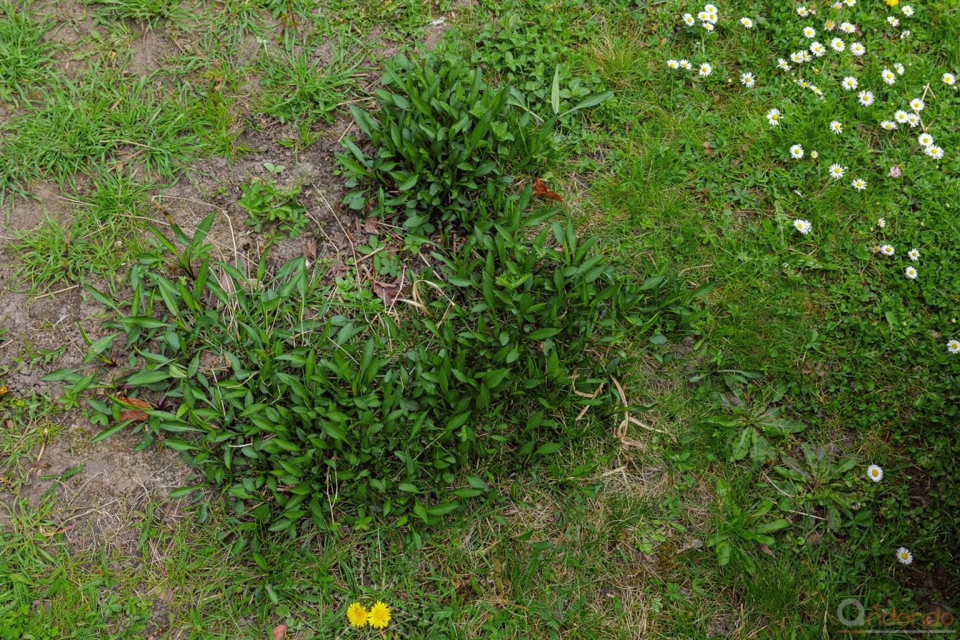 Herbstaster