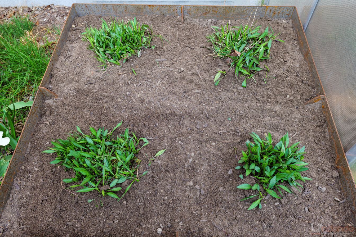 Herbstaster in neues Hochbeet am Gewächshaus verpflanzt