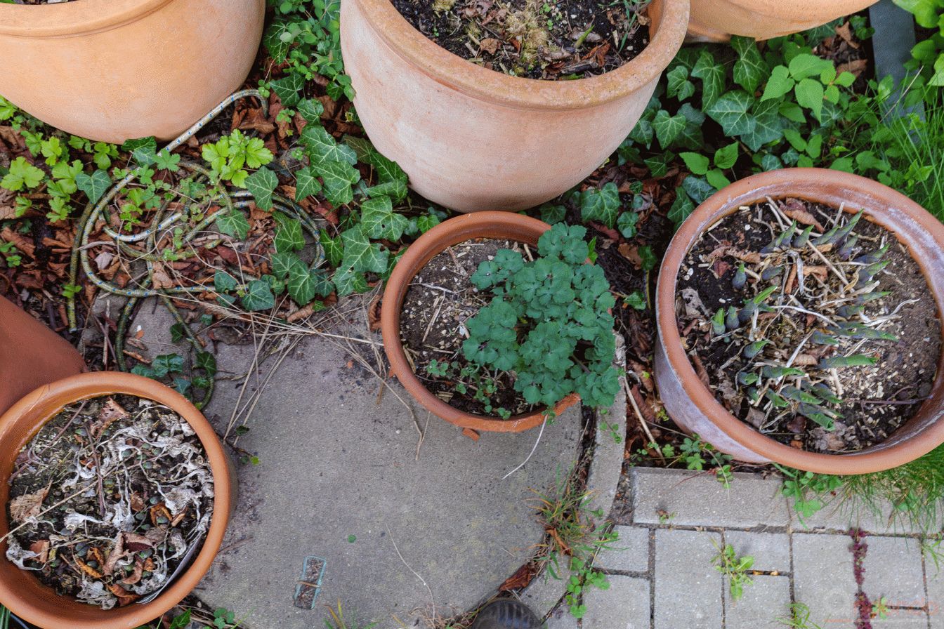 Töpfe mit Hosta am Vorgarten