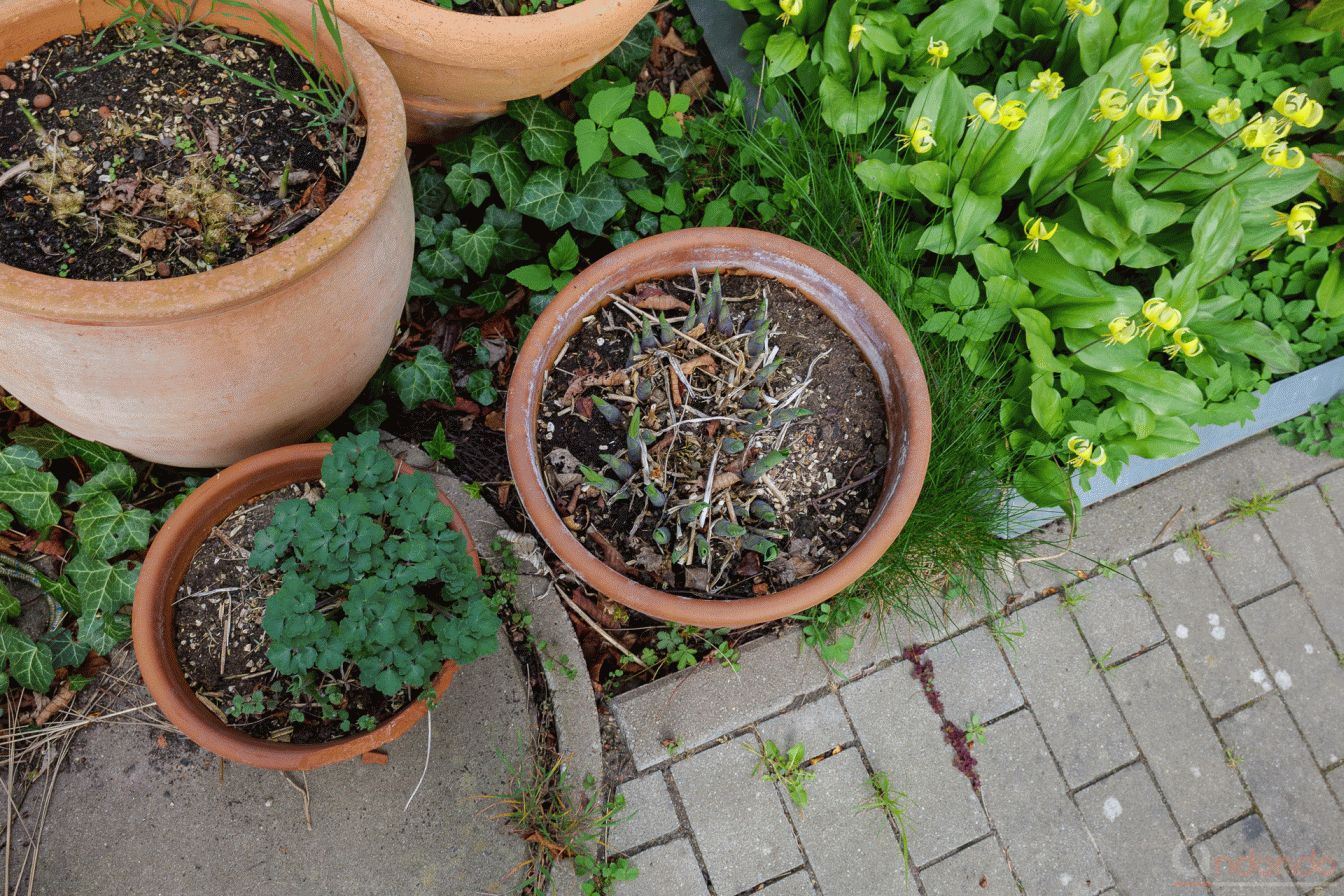 Töpfe mit Hosta am Vorgarten