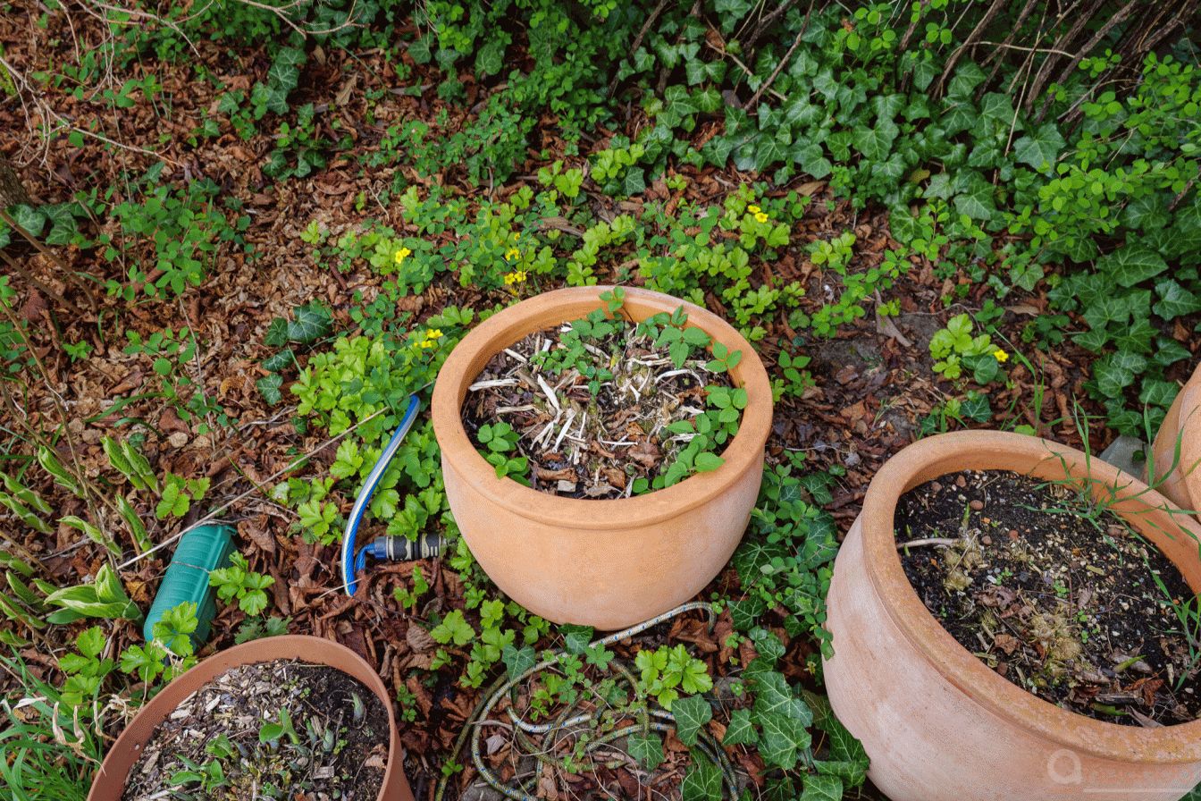 Töpfe mit Hosta am Vorgarten