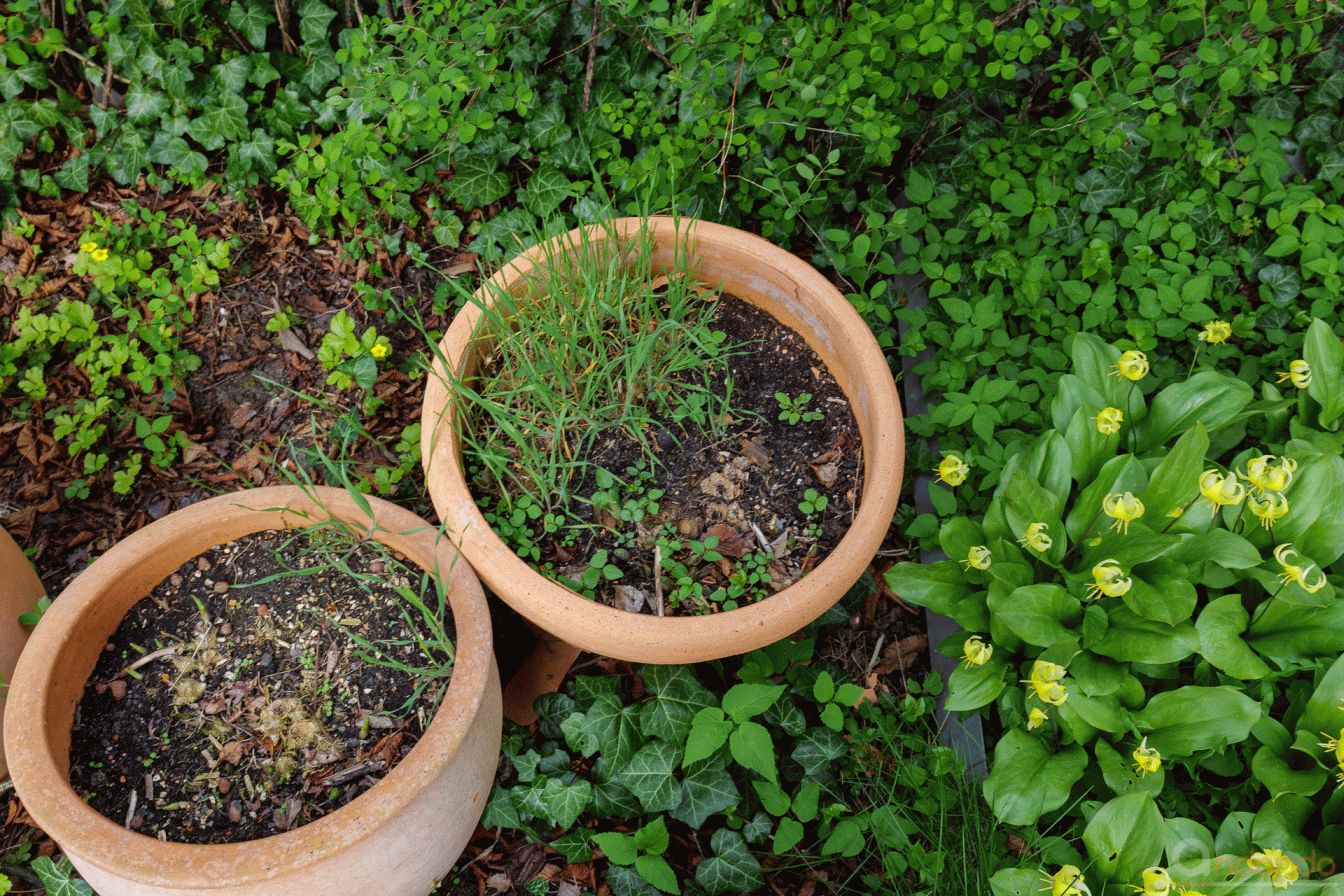Töpfe mit Hosta am Vorgarten
