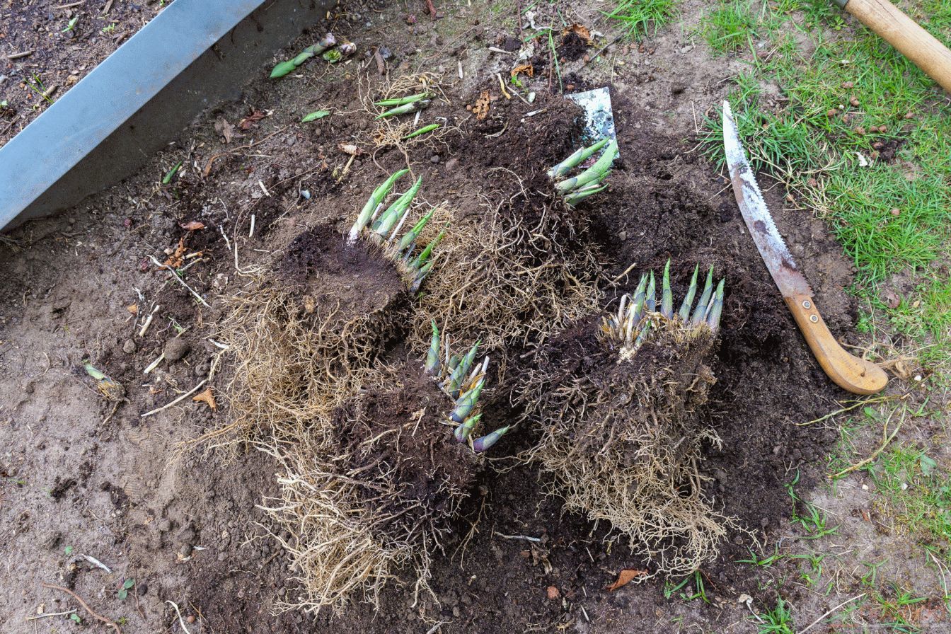 Hosta teilen