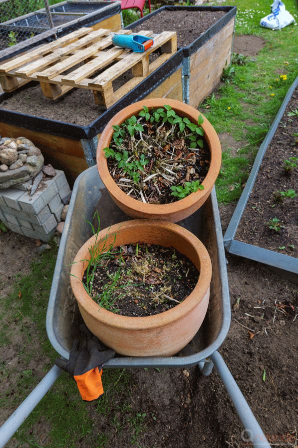 Weitere Töpfe mit Hosta