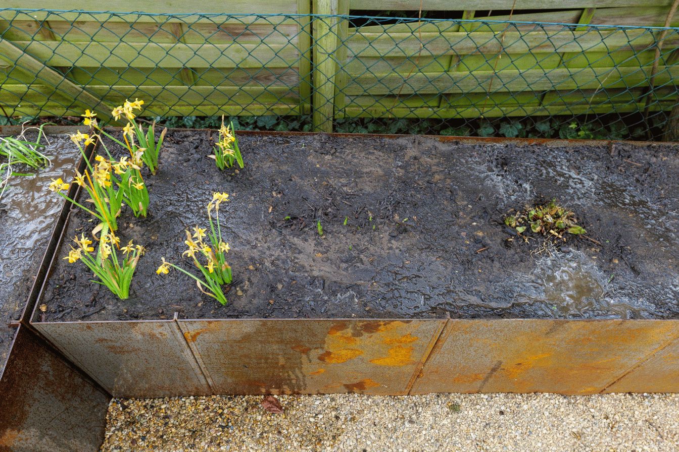 Frühblüher und Hosta eingesetzt und angegossen