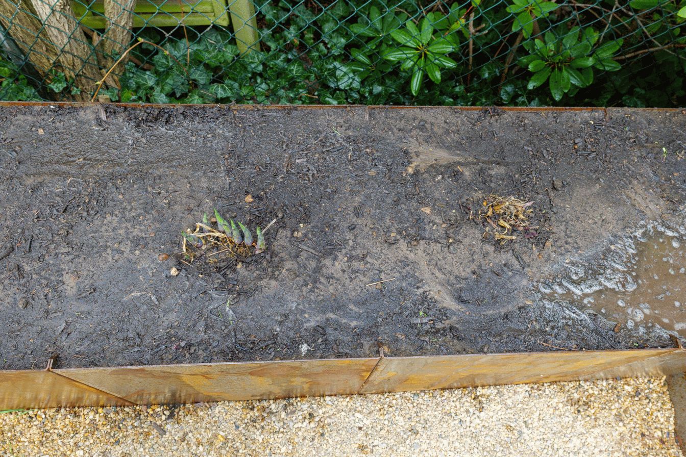 Hosta eingesetzt und angegossen