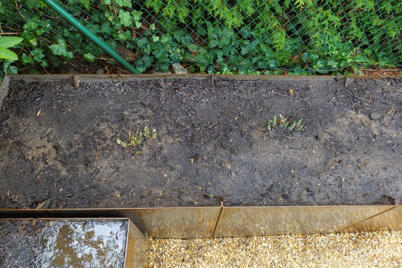 Hosta eingesetzt und angegossen