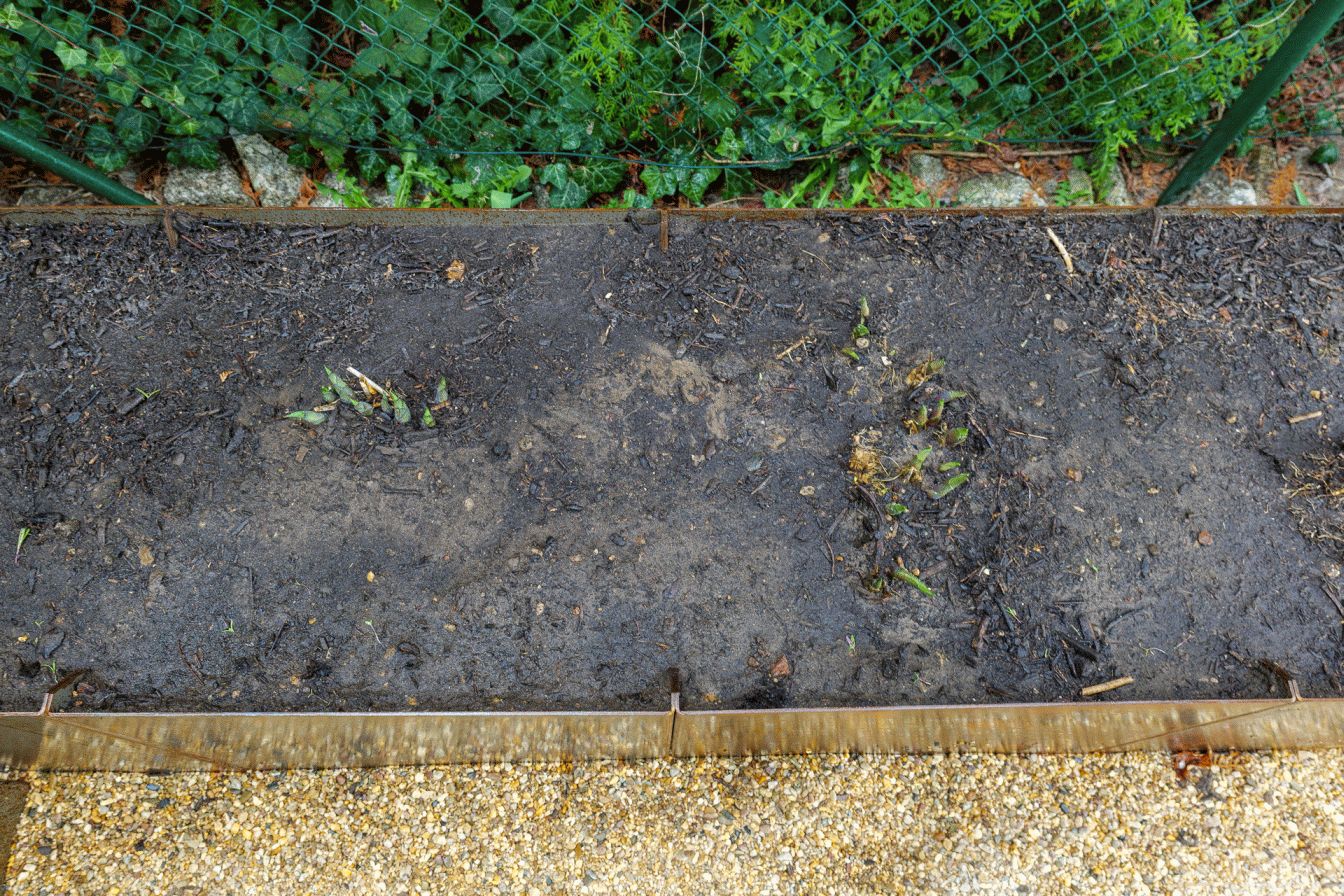 Hosta eingesetzt und angegossen