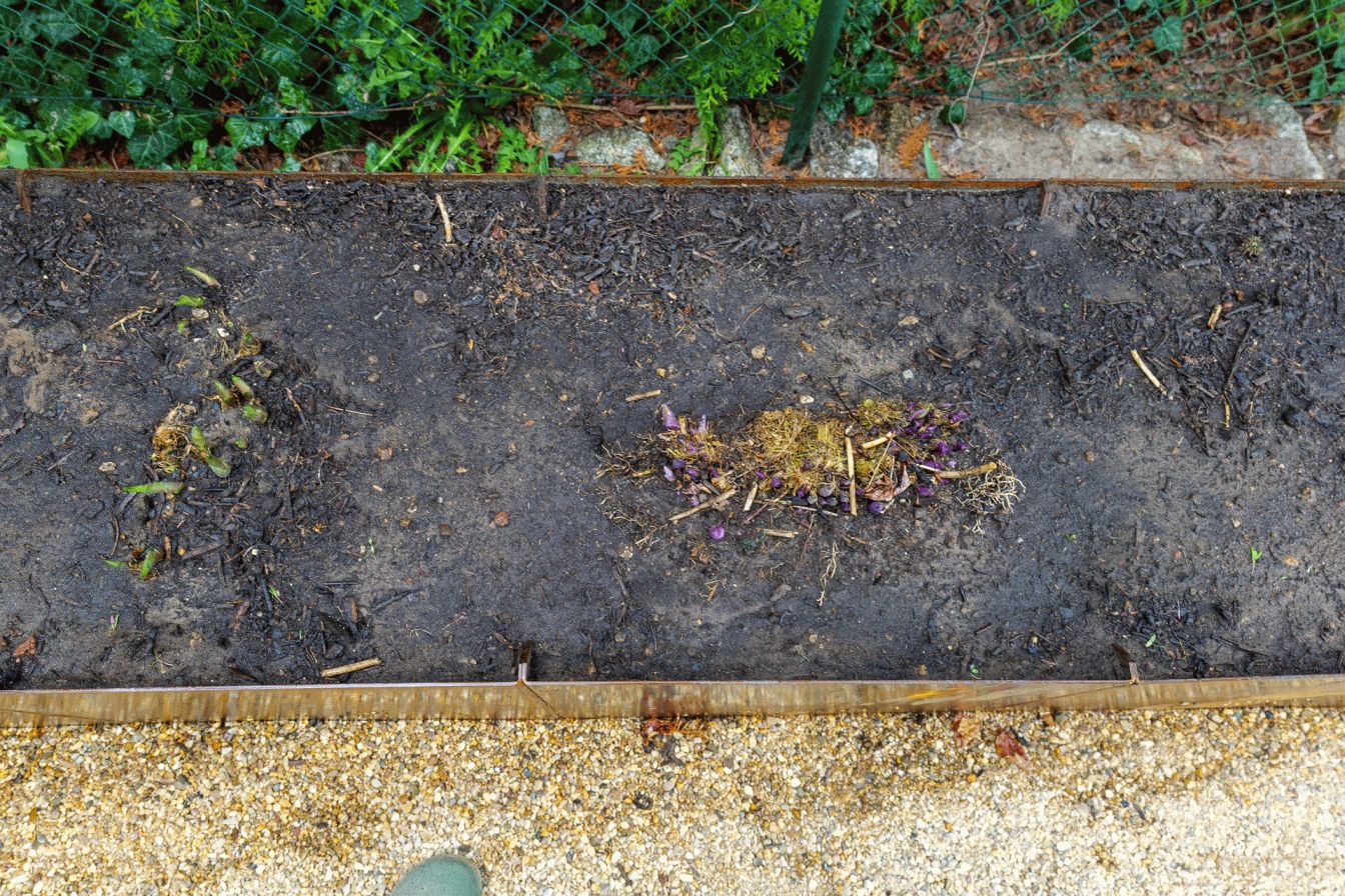 Hosta eingesetzt und angegossen