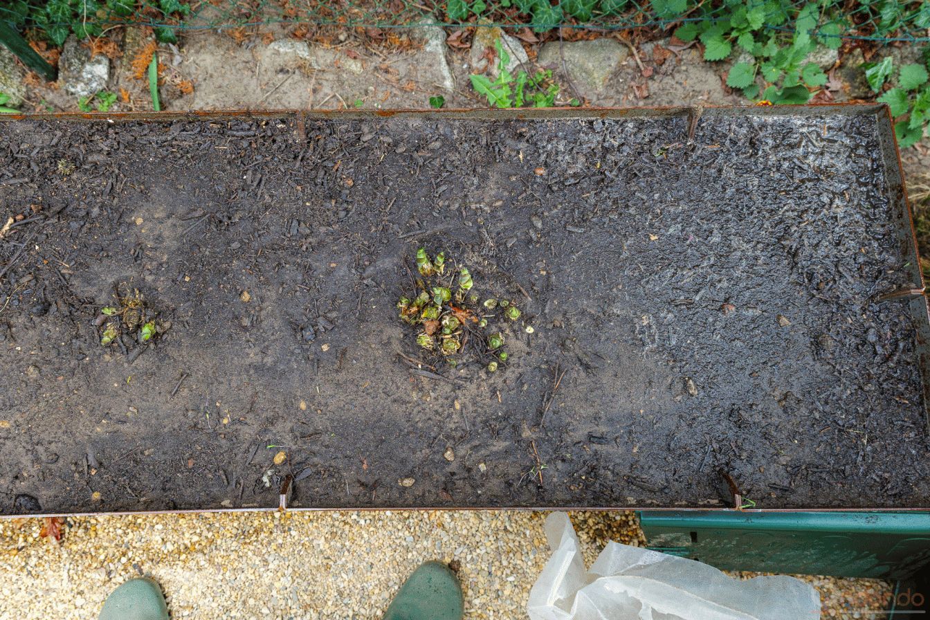 Hosta eingesetzt und angegossen