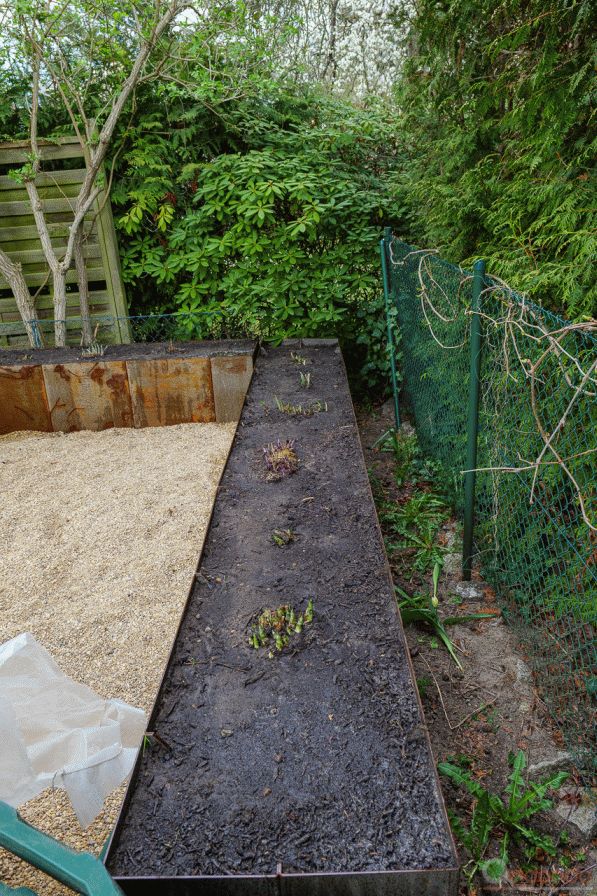 Komplettes Hochbeet mit Hosta bepflanzt und angegossen