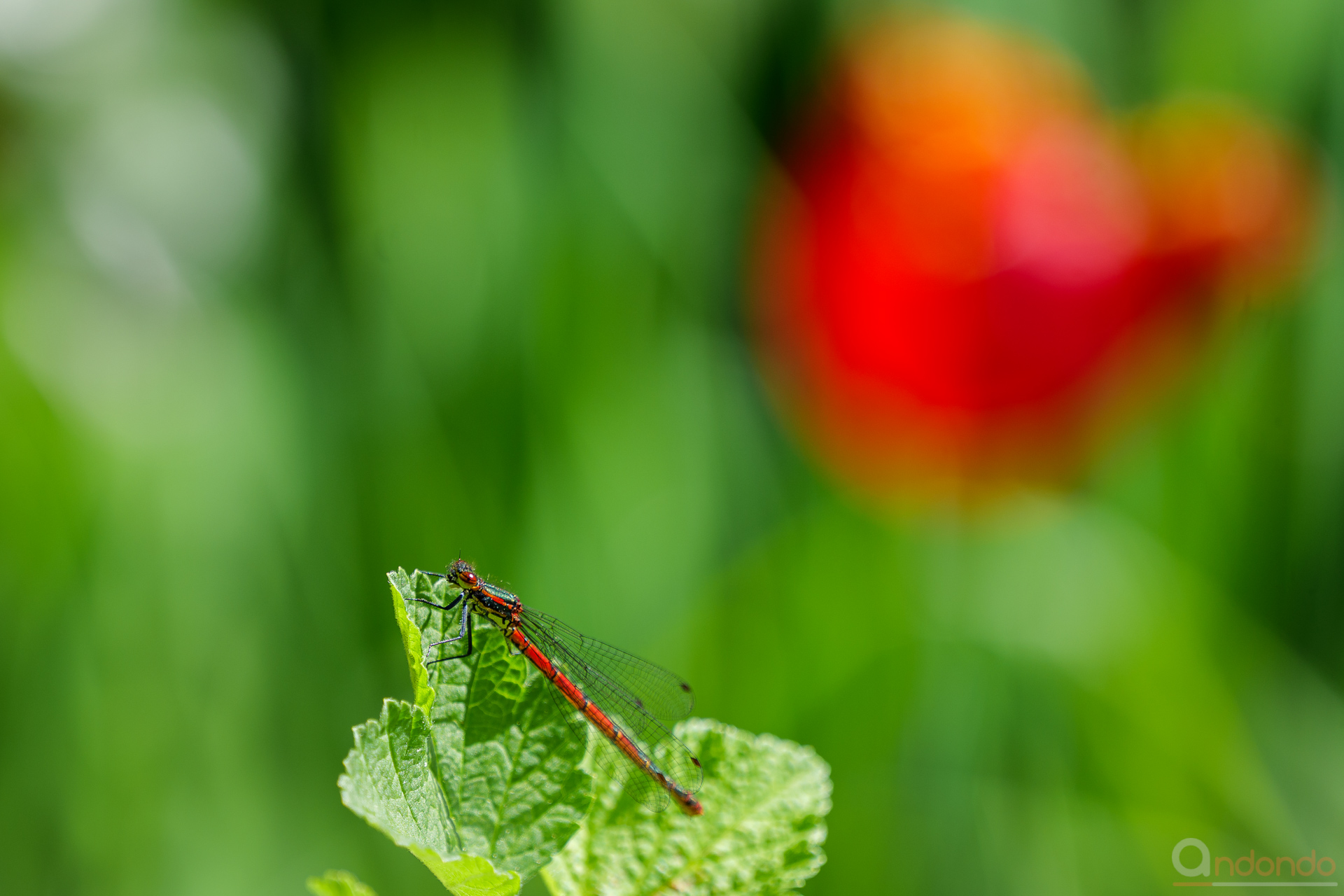 Frühe Adonislibelle