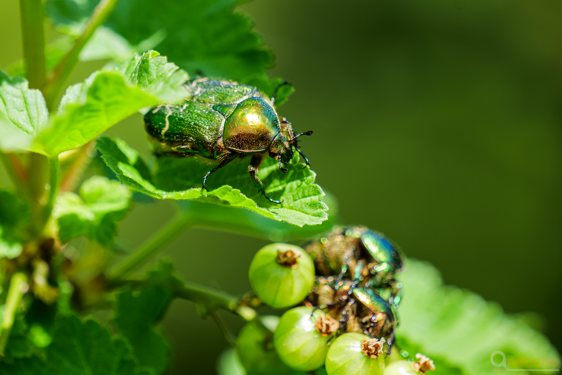 Rosenkäfer auf Johannisbeere