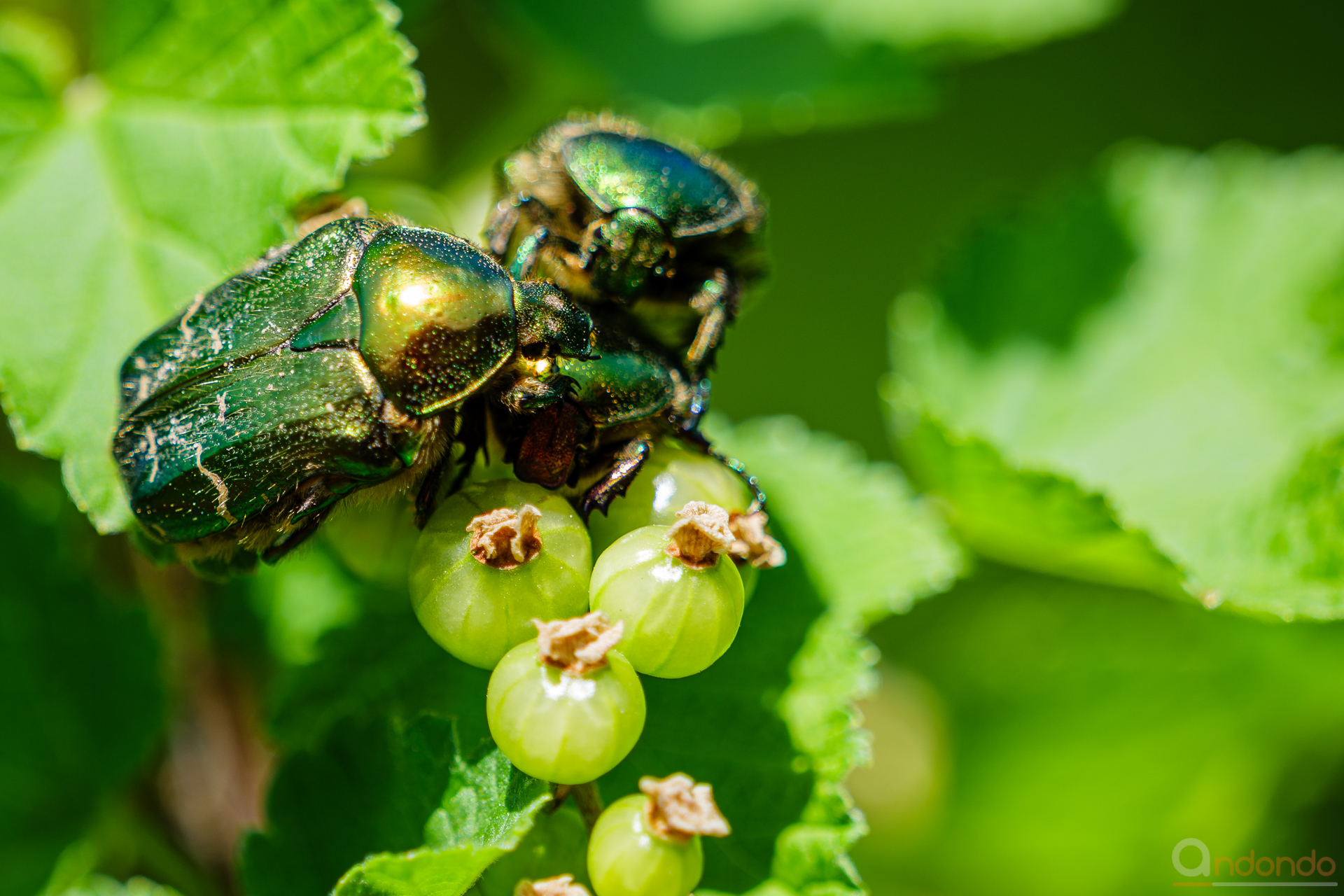Rosenkäfer auf Johannisbeere