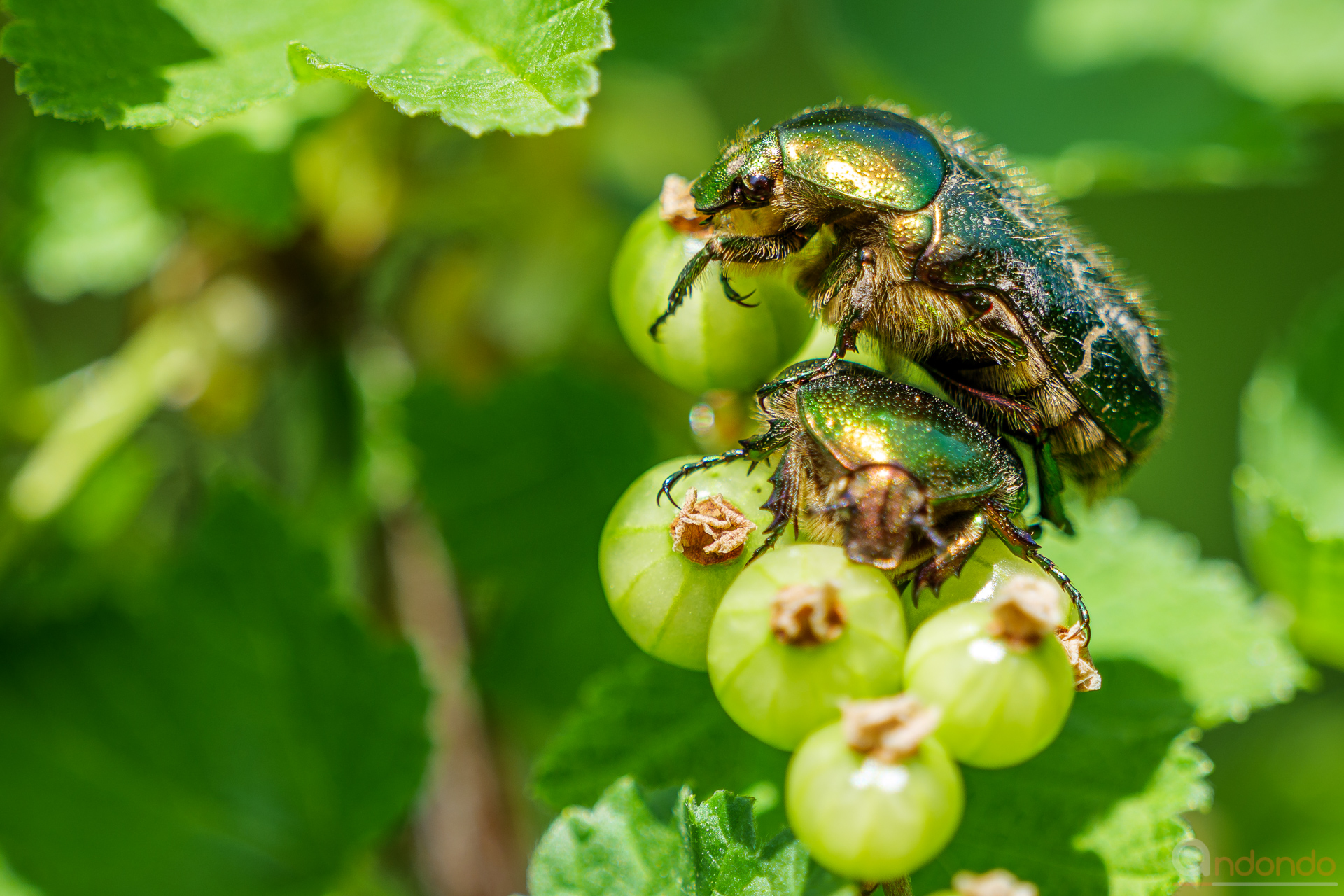 Rosenkäfer auf Johannisbeere