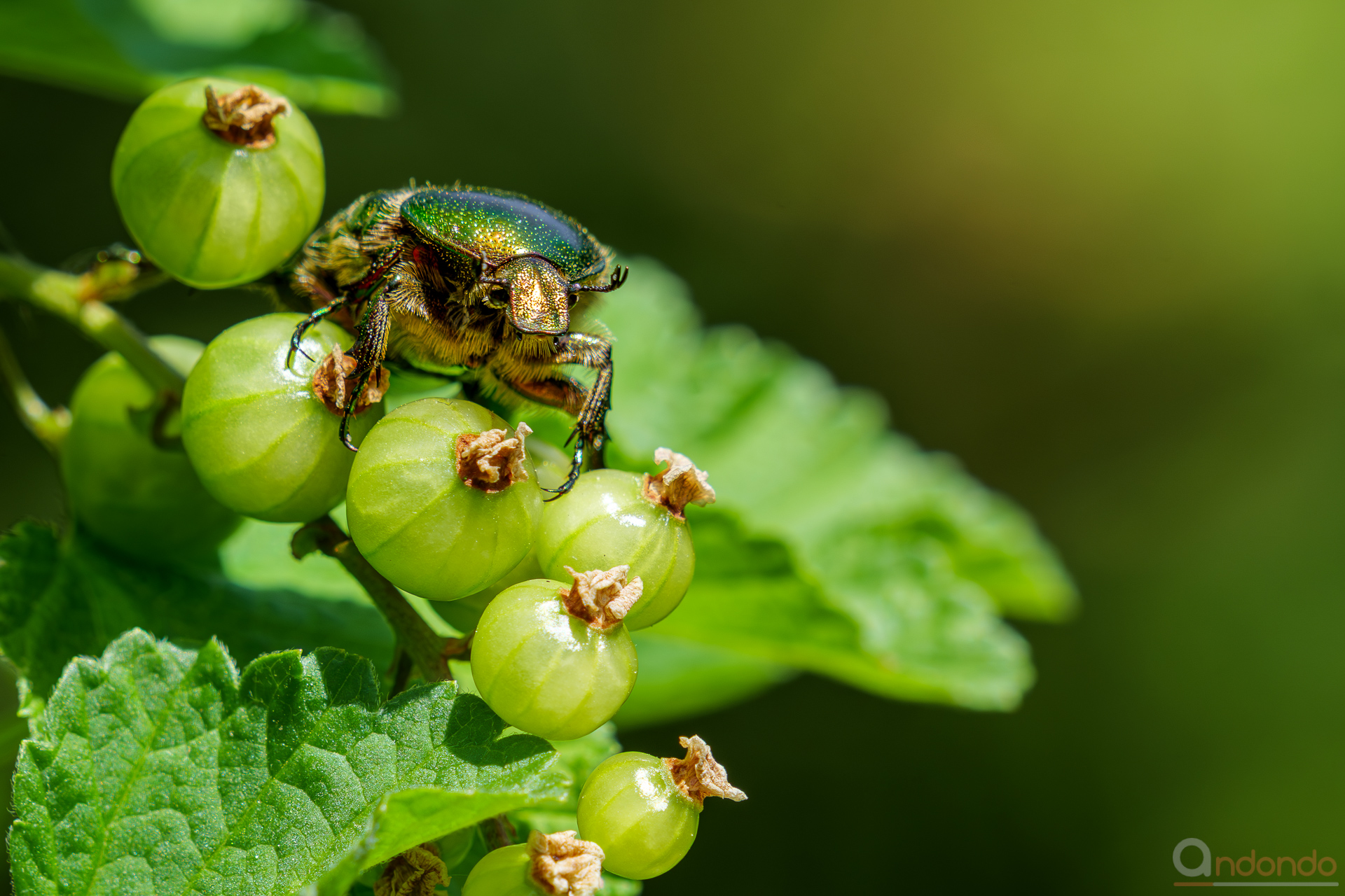 Rosenkäfer auf Johannisbeere