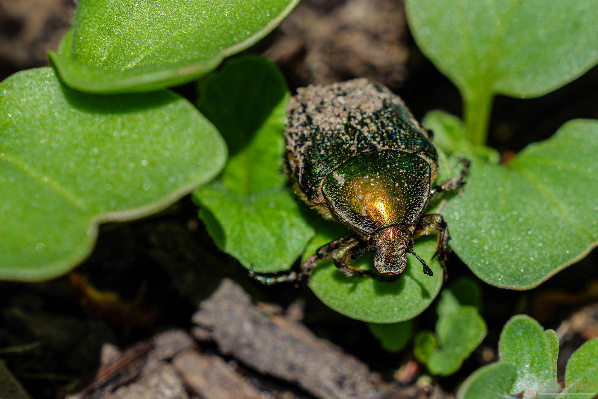 Rosenkäfer im Hochbeet
