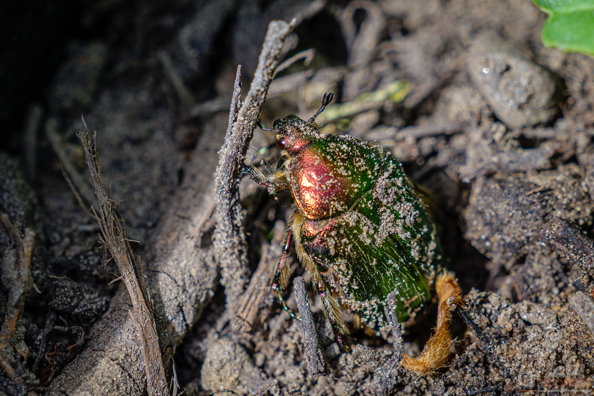 Rosenkäfer im Hochbeet