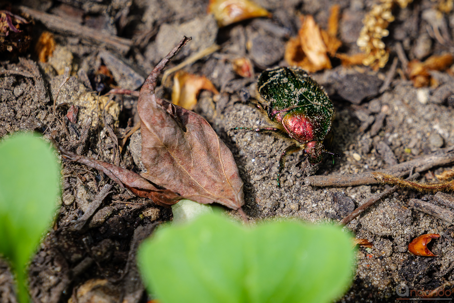 Rosenkäfer im Hochbeet