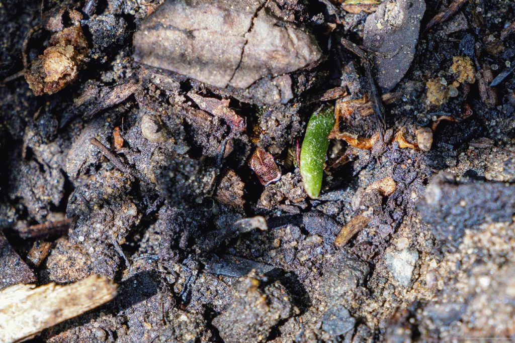 Rosenkäfer im Hochbeet