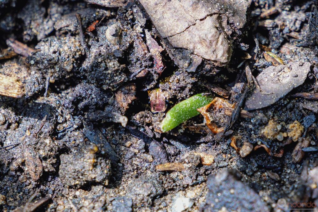 Rosenkäfer im Hochbeet