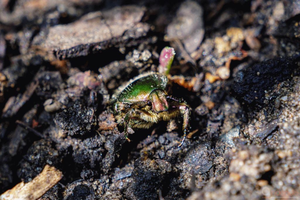 Rosenkäfer im Hochbeet