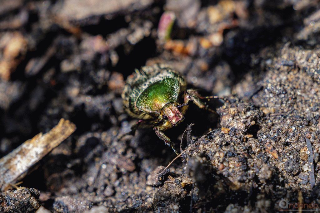Rosenkäfer im Hochbeet