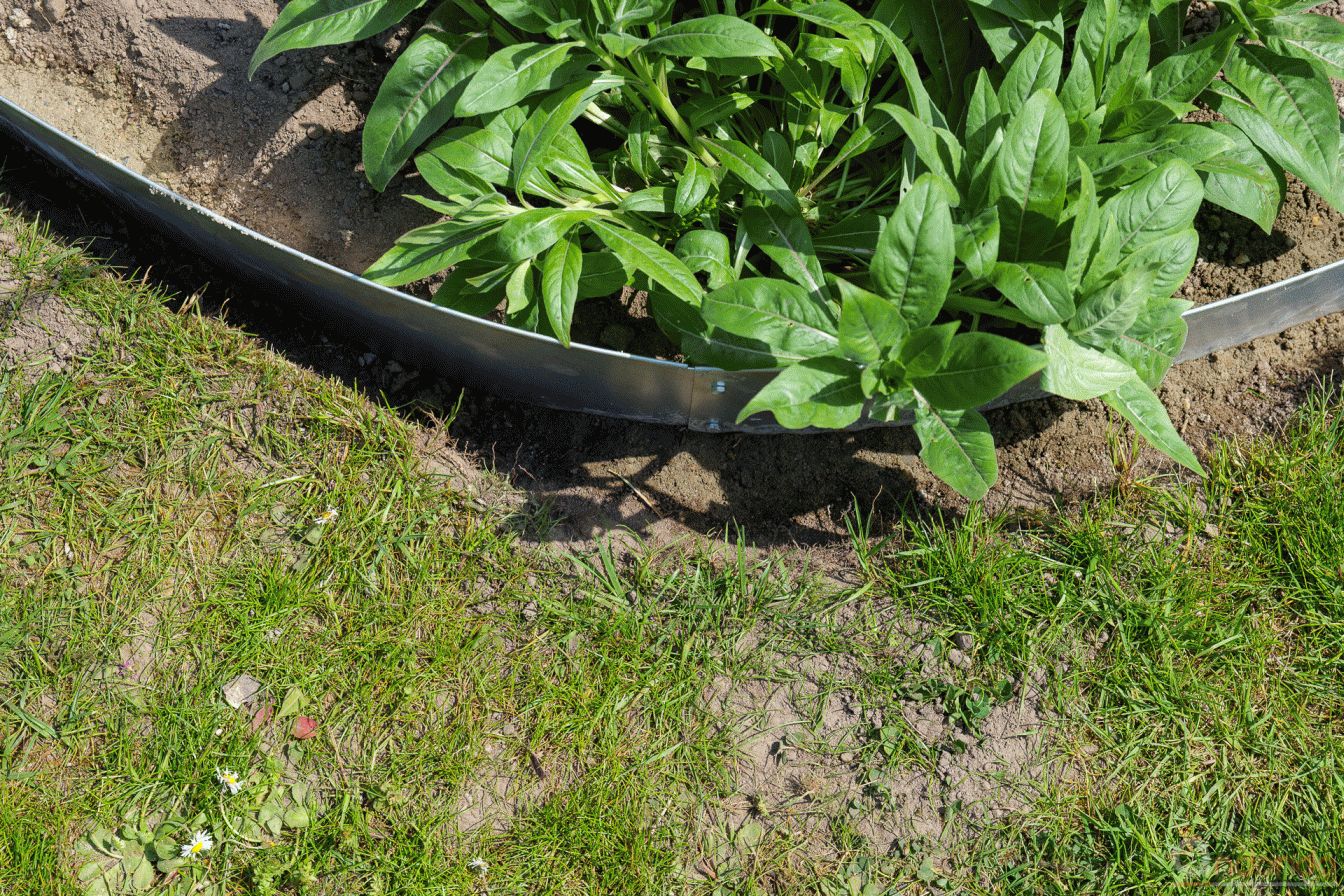 Rasenkanten eingebaut und mit Beton fixiert
