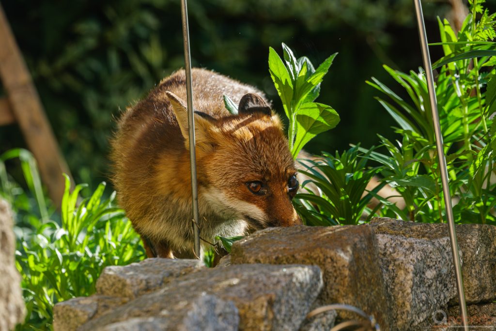 Fuchs an der Terrasse