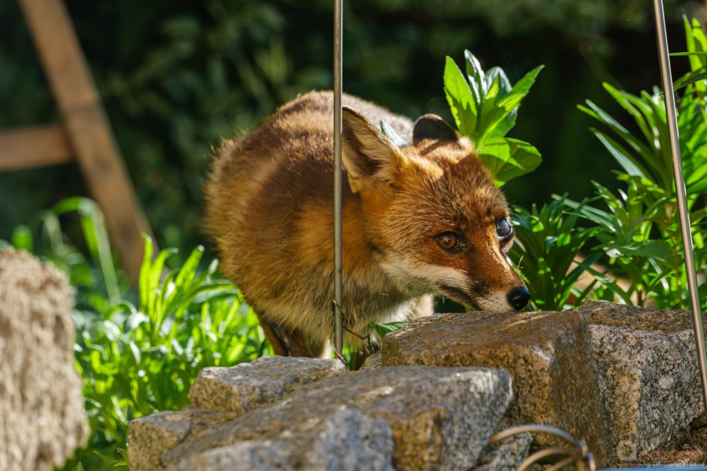 Fuchs an der Terrasse