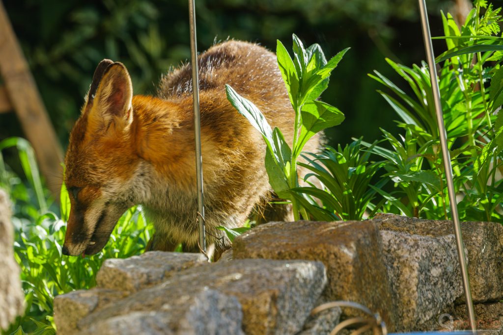 Fuchs an der Terrasse