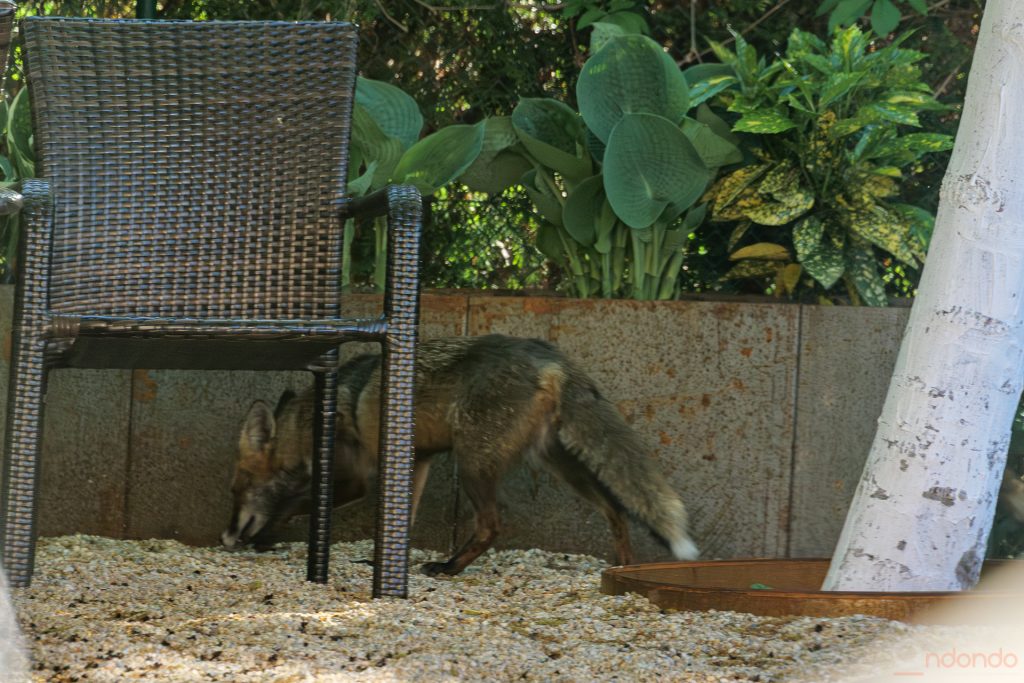 Fuchs am Sitzplatz