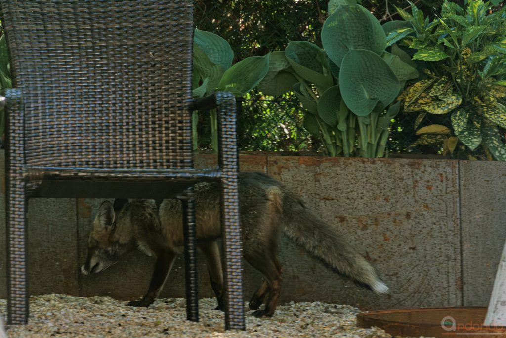 Fuchs am Sitzplatz