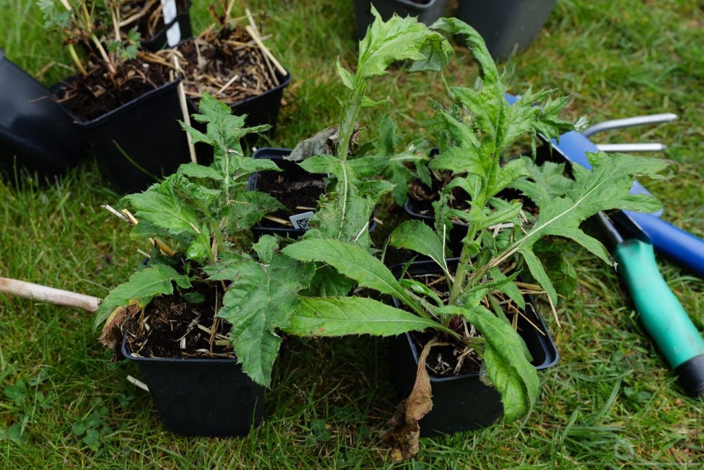 Kugeldistel