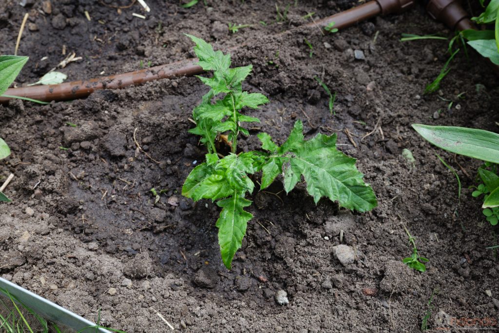 Kugeldistel ausgepflanzt