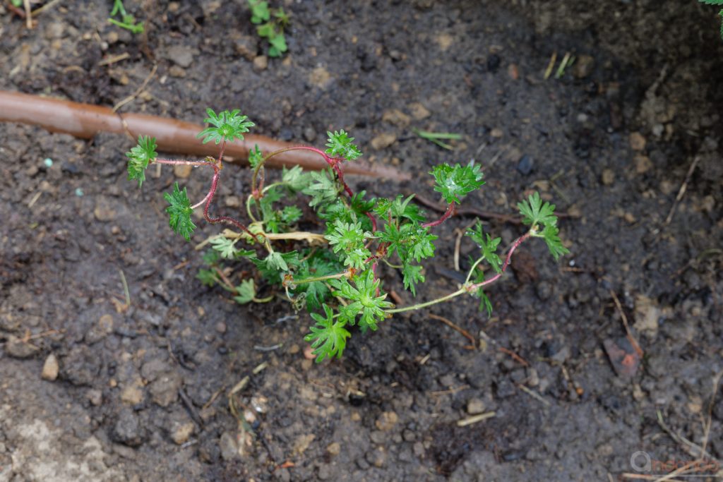 Storchschnabel ausgepflanzt