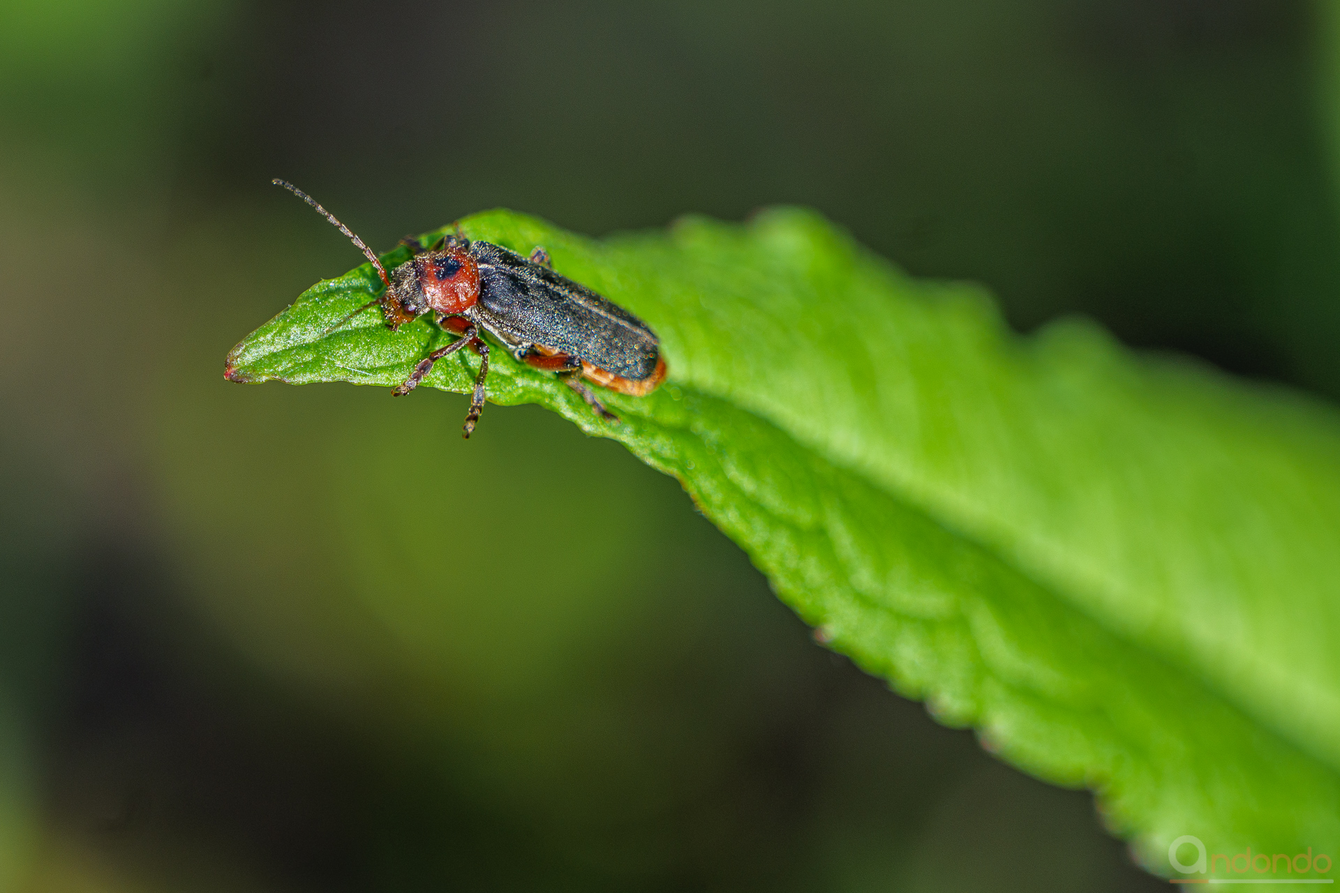 Gemeiner Weichkäfer (Cantharis fusca)