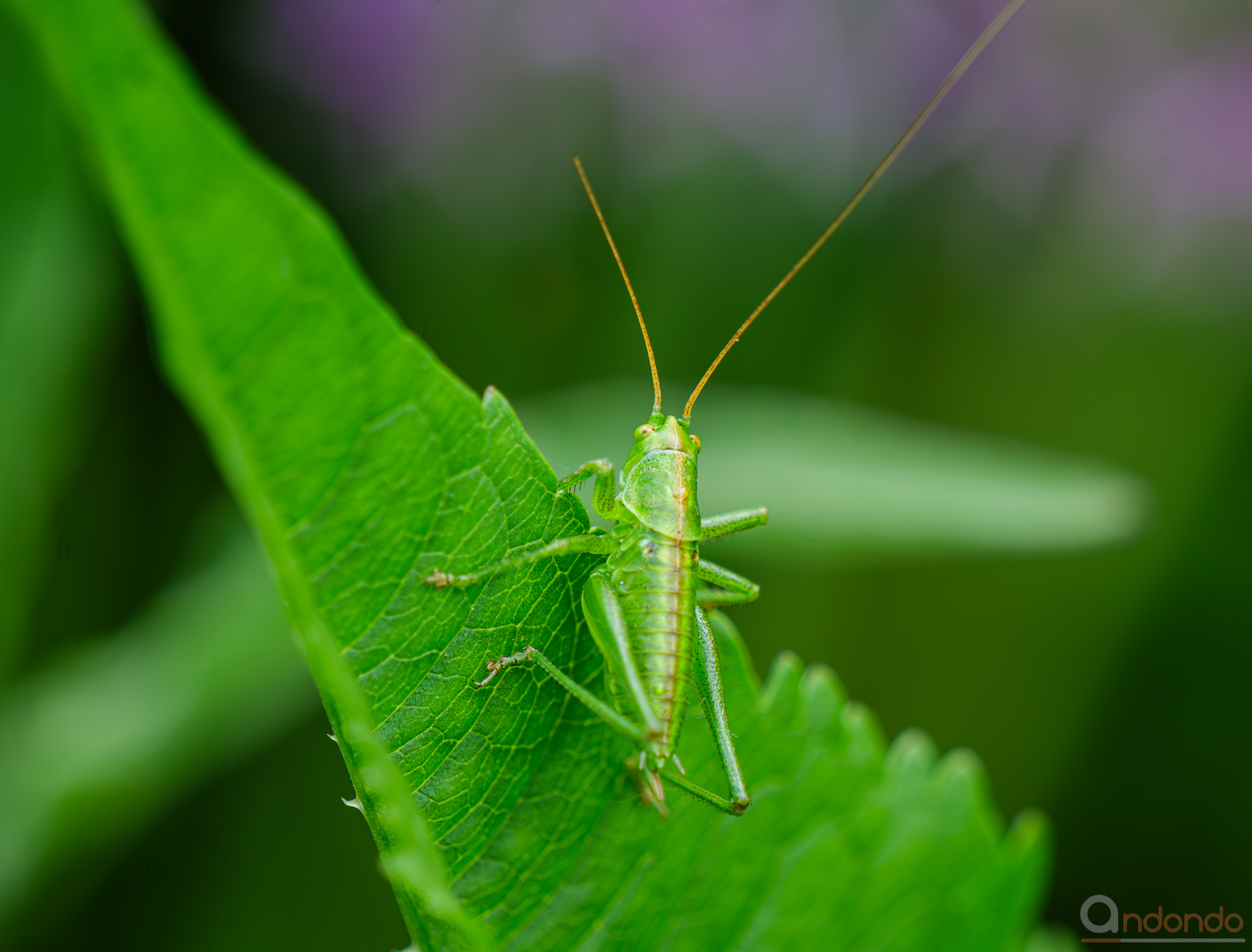 Larve des grünen Heupferds (Tettigonia virdissima)